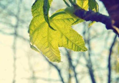 WebCraft Studio tým